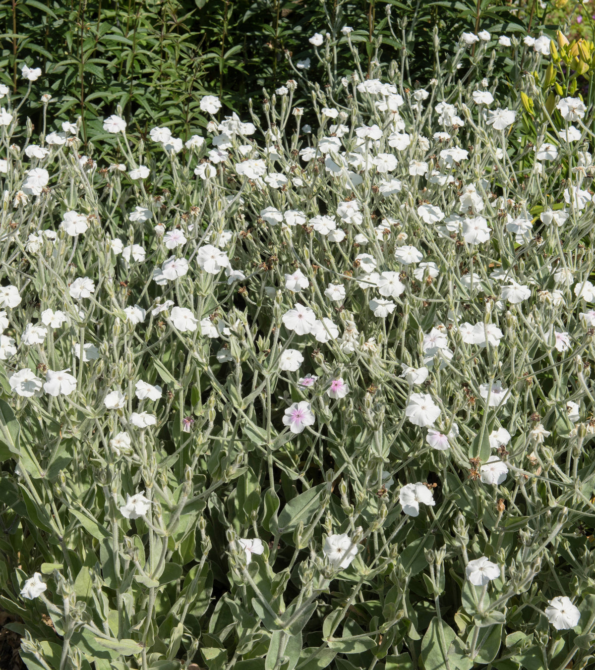 50 semillas de flores de LYCHNIS BLANCO Coronaria Alba (White Rose Collegiate / Evening Lychnis / Silene / White Cockle)