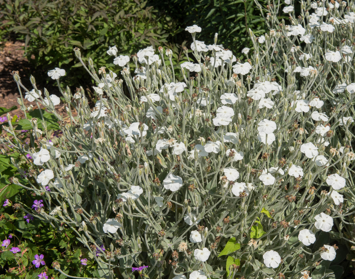 50 semillas de flores de LYCHNIS BLANCO Coronaria Alba (White Rose Collegiate / Evening Lychnis / Silene / White Cockle)