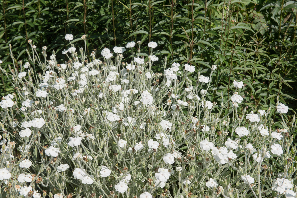 50 semillas de flores de LYCHNIS BLANCO Coronaria Alba (White Rose Collegiate / Evening Lychnis / Silene / White Cockle)