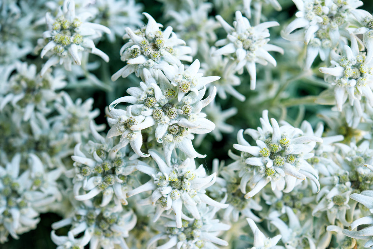 50 semillas de flor blanca de EDELWEISS Leontopodium Alpinum