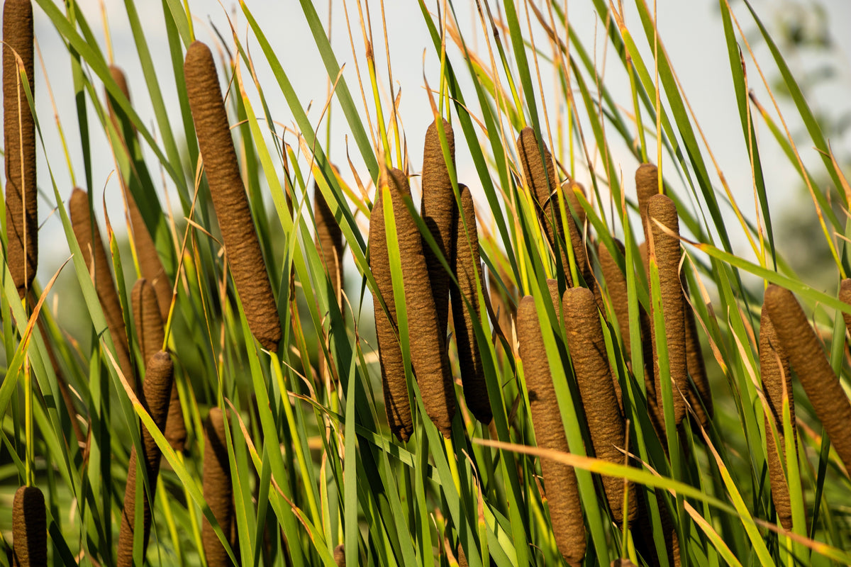 50 semillas de flores de cola de gato Typha Latifolia, hierba de estanque de agua