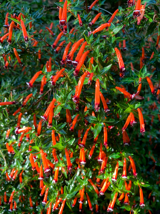 10 semillas de flores de colibrí Cuphea ígnea, planta de cigarro rojo, petardo mexicano