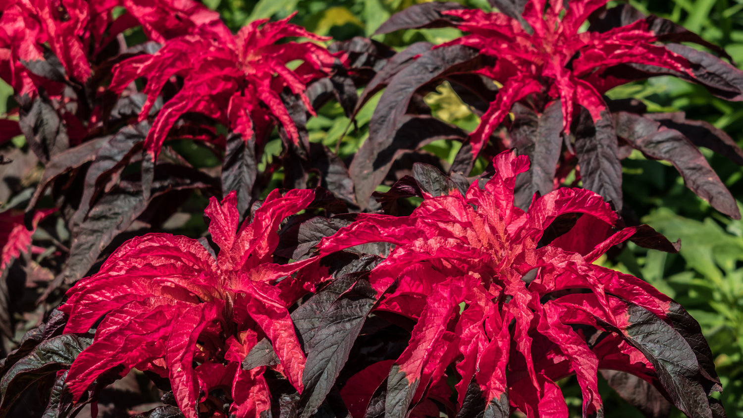 100 semillas de flores de AMARANTHUS Hypochondricus tricolor EARLY SPLENDOR
