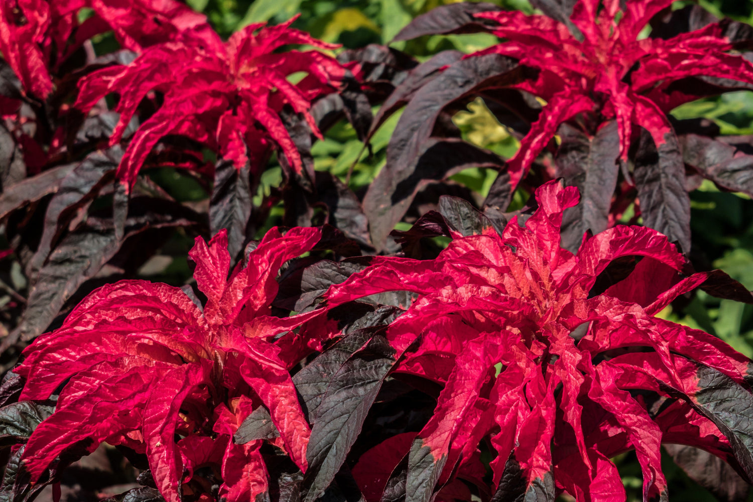 200 semillas de flores de Amaranthus Gangeticus (fuego fundido)