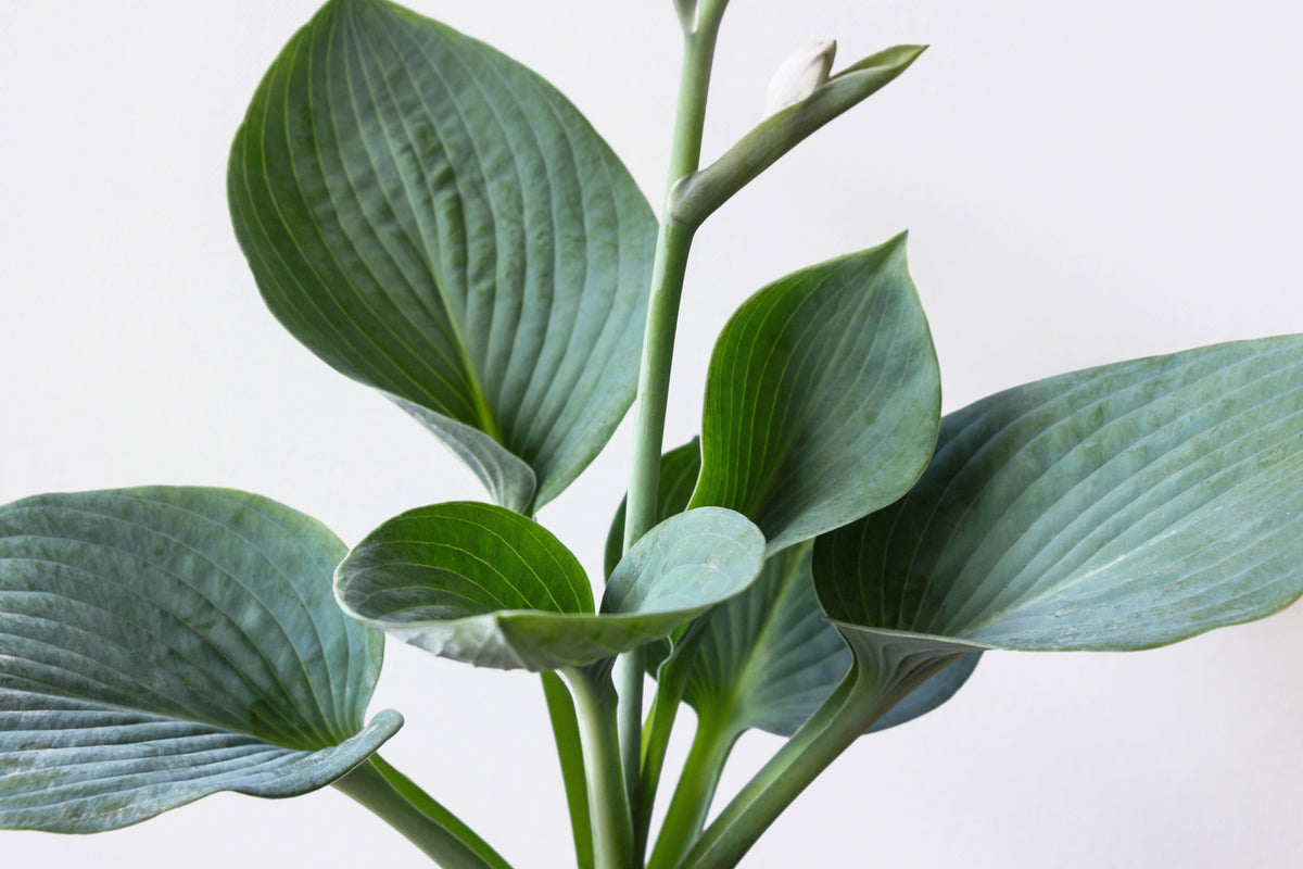 10 semillas de flores HOSTA ELEGANS Shade Lover