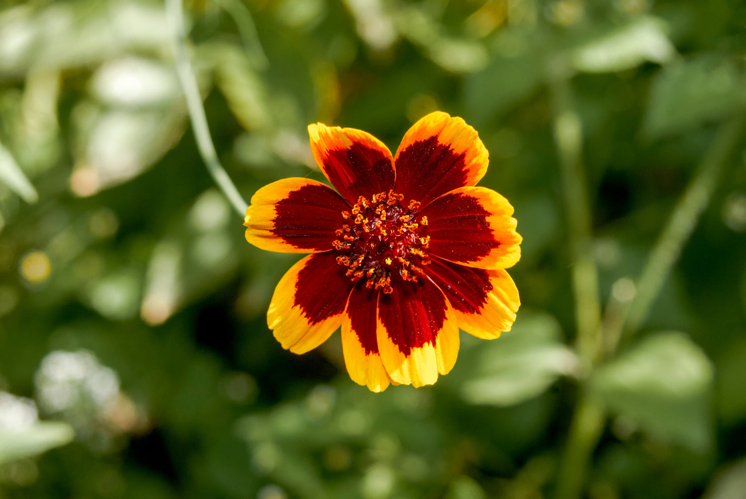 30 semillas de flores de COSMIDIUM BRUNETTE Burridgeanum Greenthread