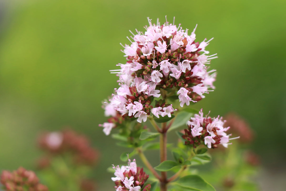 2000 Semillas de flores de hierba de mejorana dulce Origanum Majorana