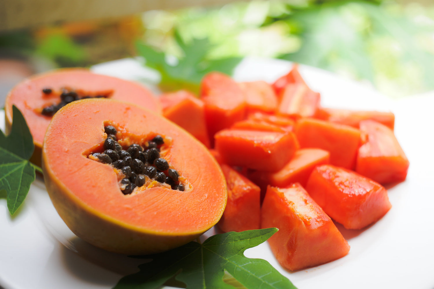 30 semillas de melón papaya árbol frutal Carica papaya