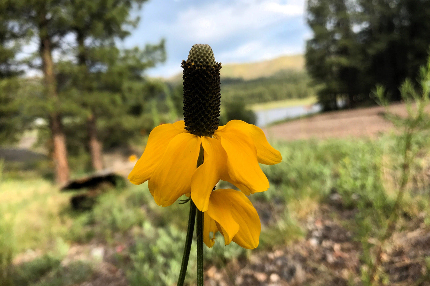 3000 semillas de flores amarillas de Rudbeckia Amplexicaulis