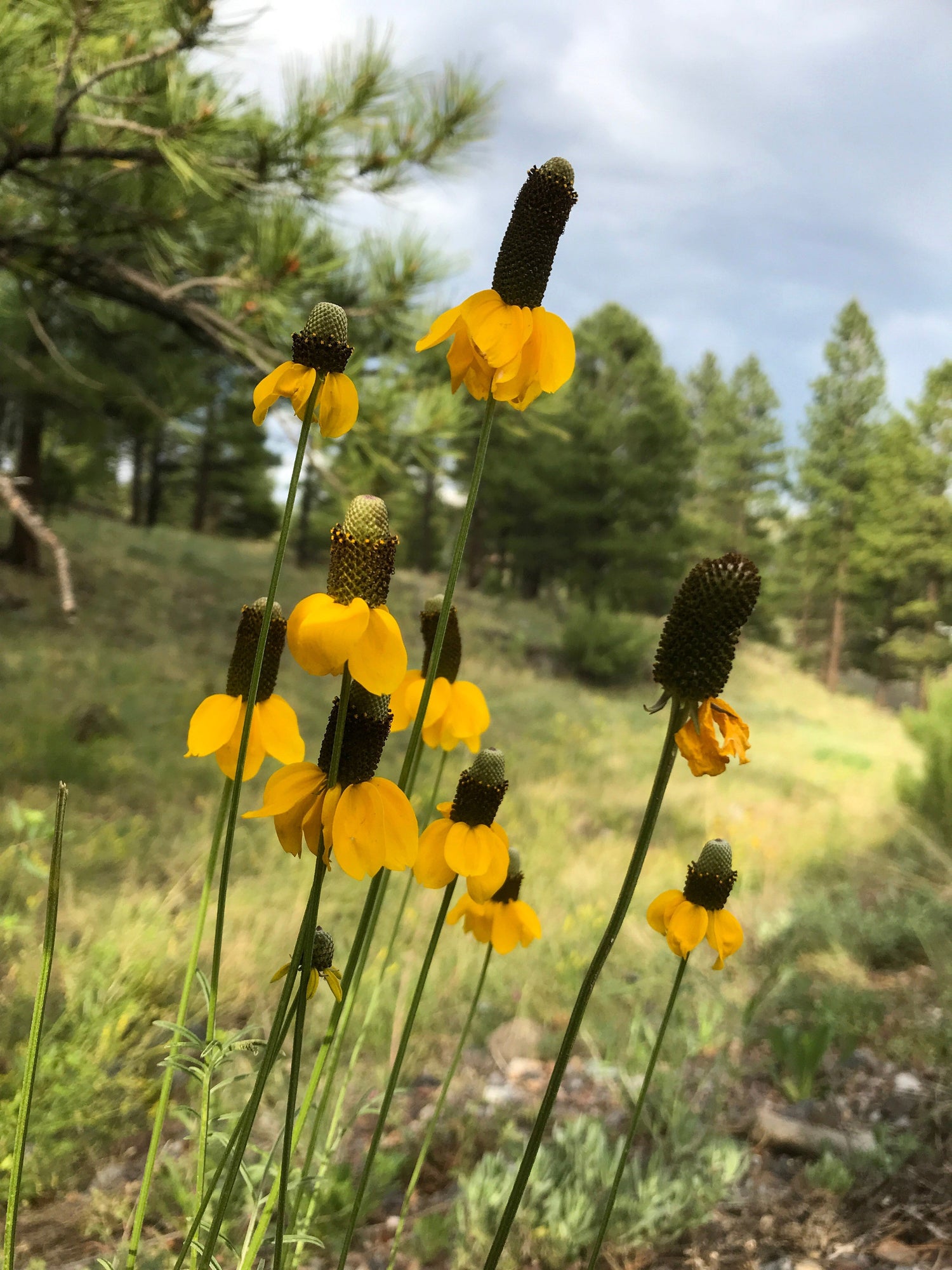 3000 semillas de flores amarillas de Rudbeckia Amplexicaulis
