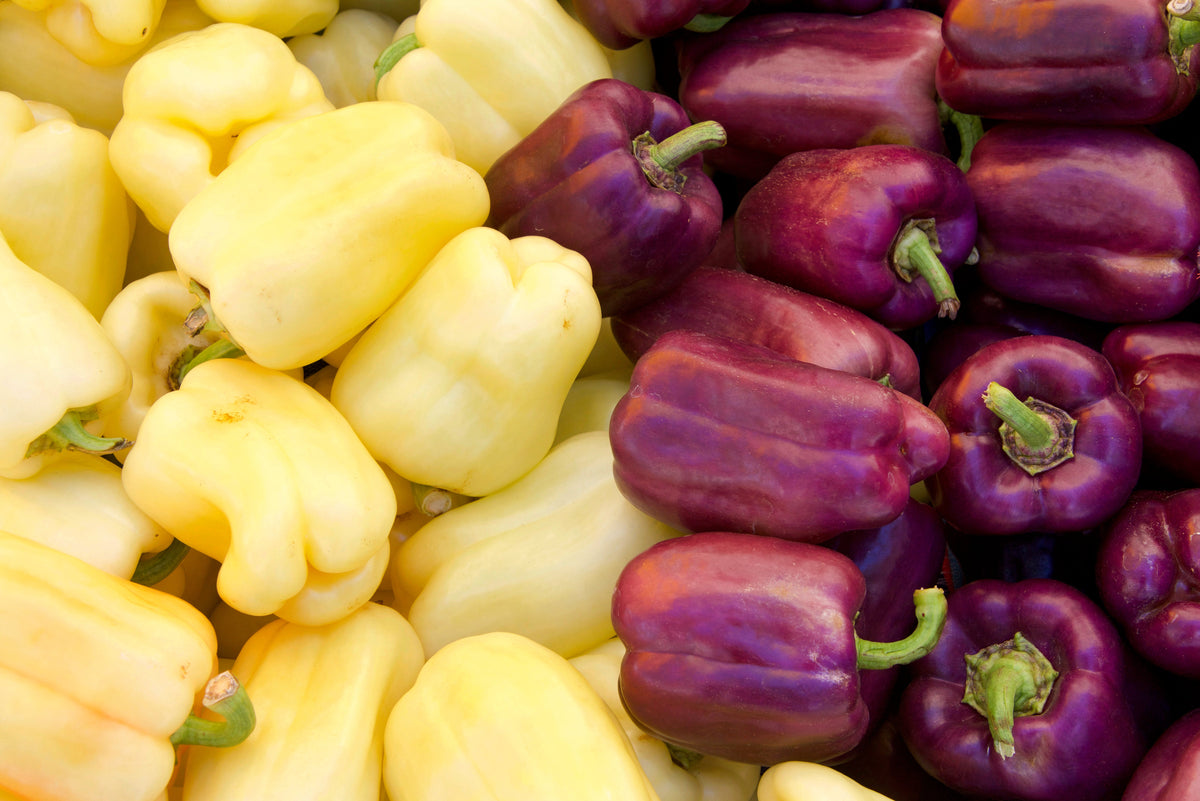 100 semillas de pimiento morrón lila Capsicum annuum, morada dulce y suave