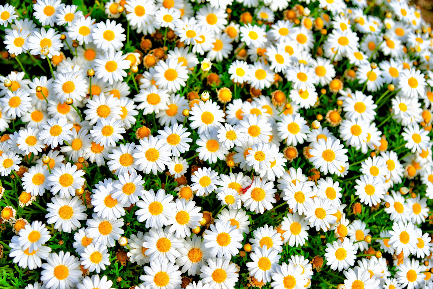 100 semillas de flores de crisantemo paludosum, margarita rastrera enana blanca