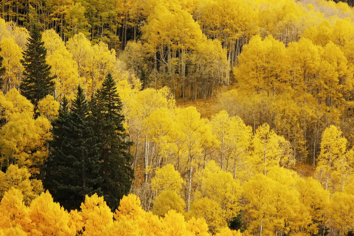 50 semillas de álamo temblón dorado Populus tremuloides, corteza blanca, amarillo, otoño, resistentes al frío