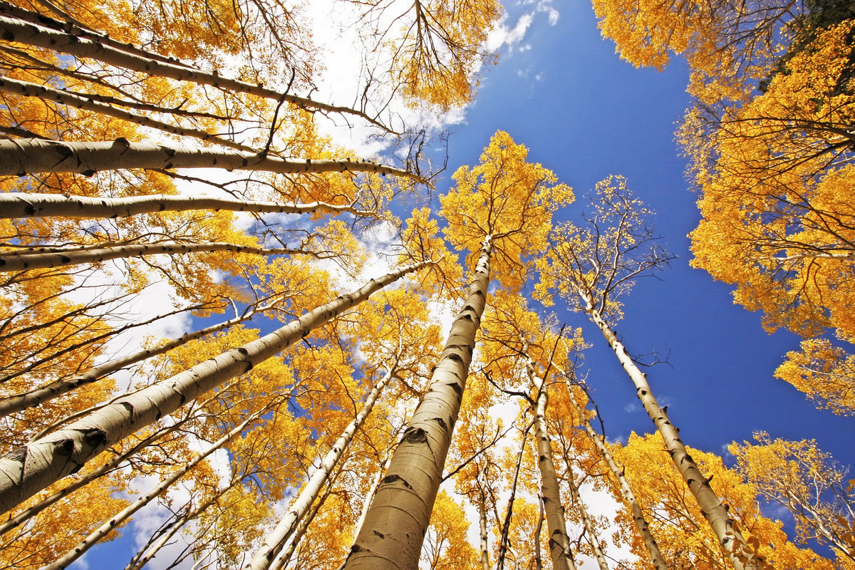 50 semillas de álamo temblón dorado Populus tremuloides, corteza blanca, amarillo, otoño, resistentes al frío