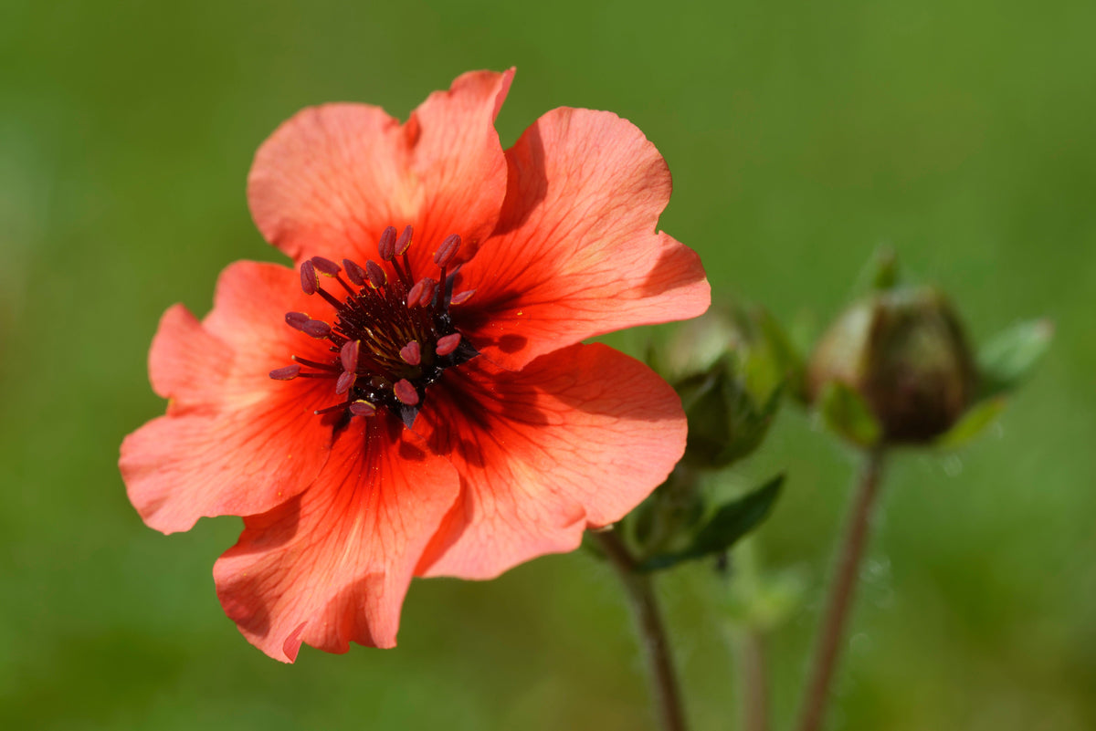 50 NEPAL CINQUEFOIL / POTENTILLA Nepalensis Pink Red Flower Seeds