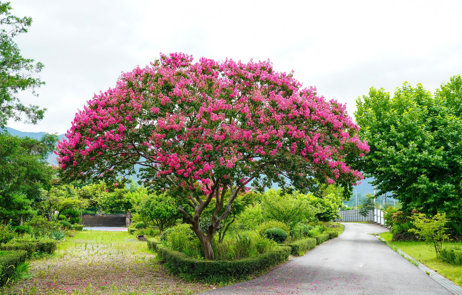 35 semillas de Crepe Myrtle rosa oscuro, Lagerstroemia Indica, arbusto floreciente, árbol pequeño