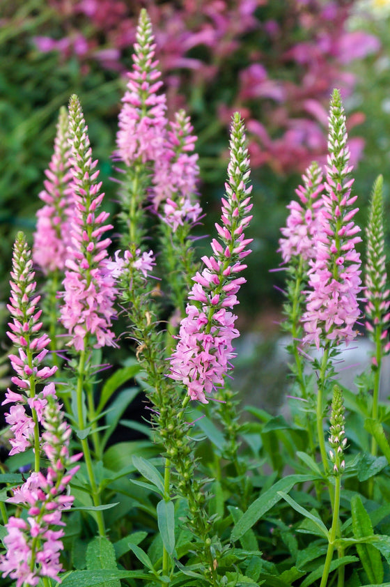 50 semillas de flores rosas VERONICA Longifolia / SPIKE SPEEDWELL