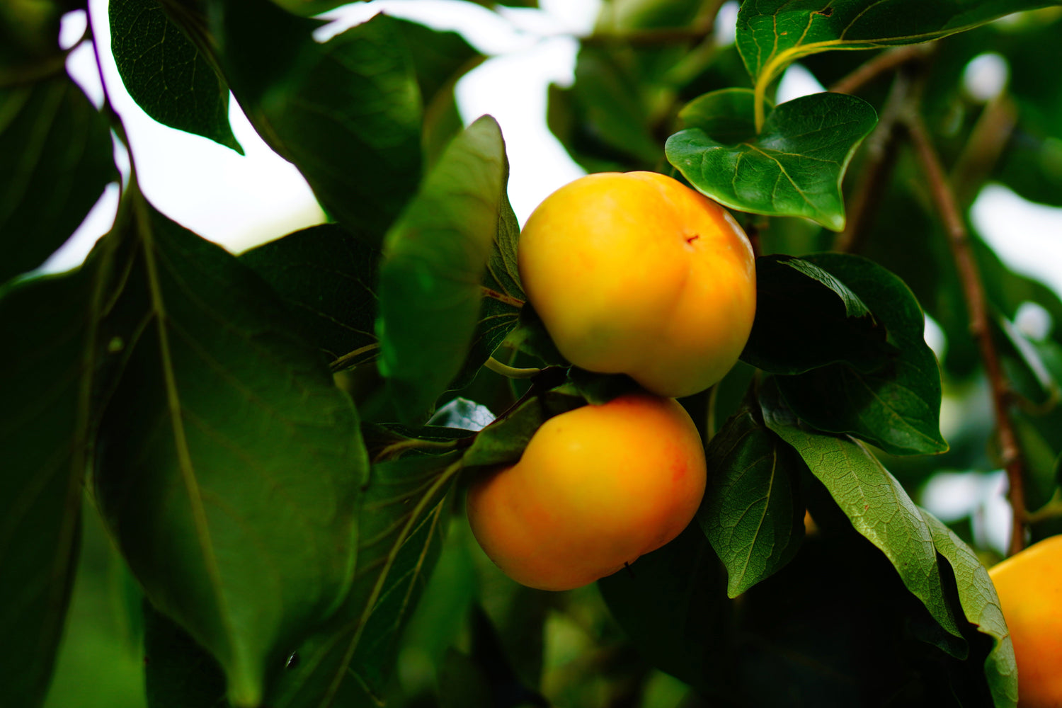 5 semillas de Diospyros Virginiana, árbol de caqui americano