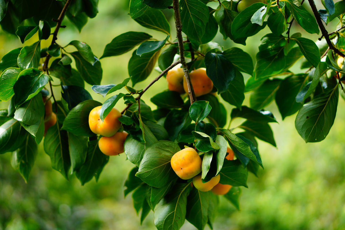 5 semillas de Diospyros Virginiana, árbol de caqui americano