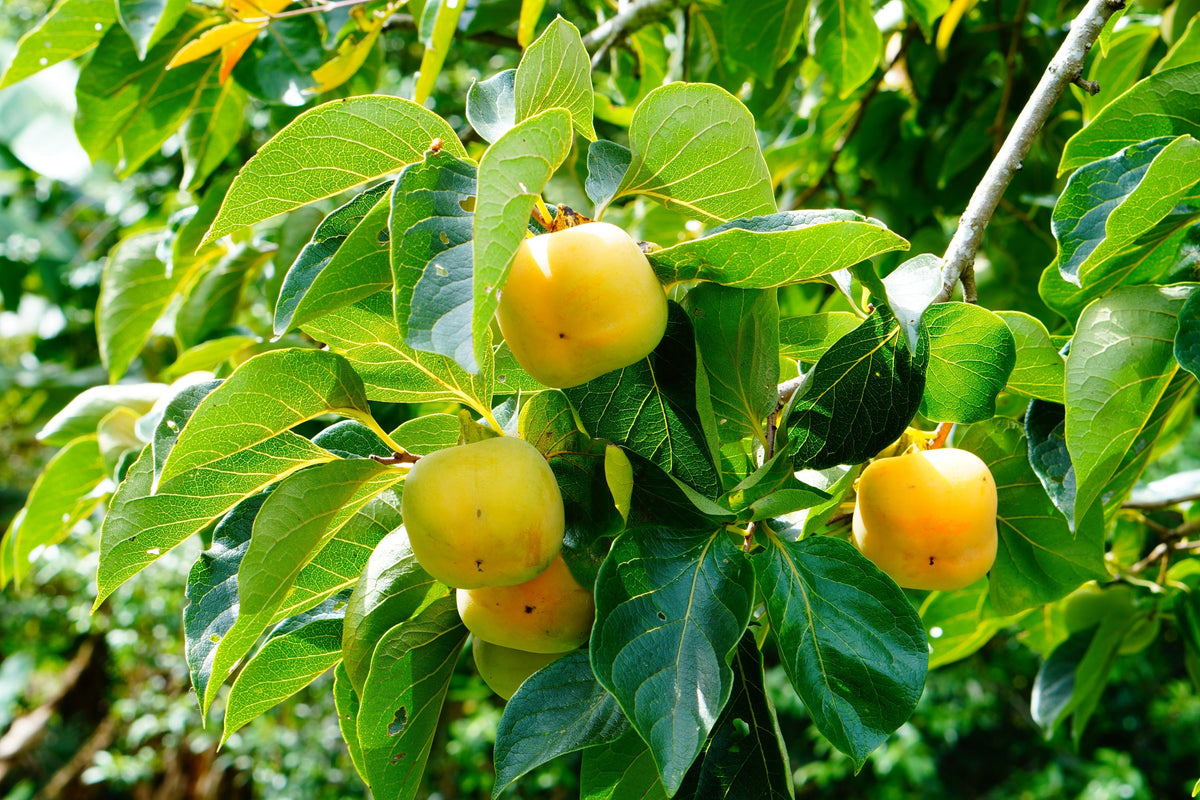 5 semillas de Diospyros Virginiana, árbol de caqui americano