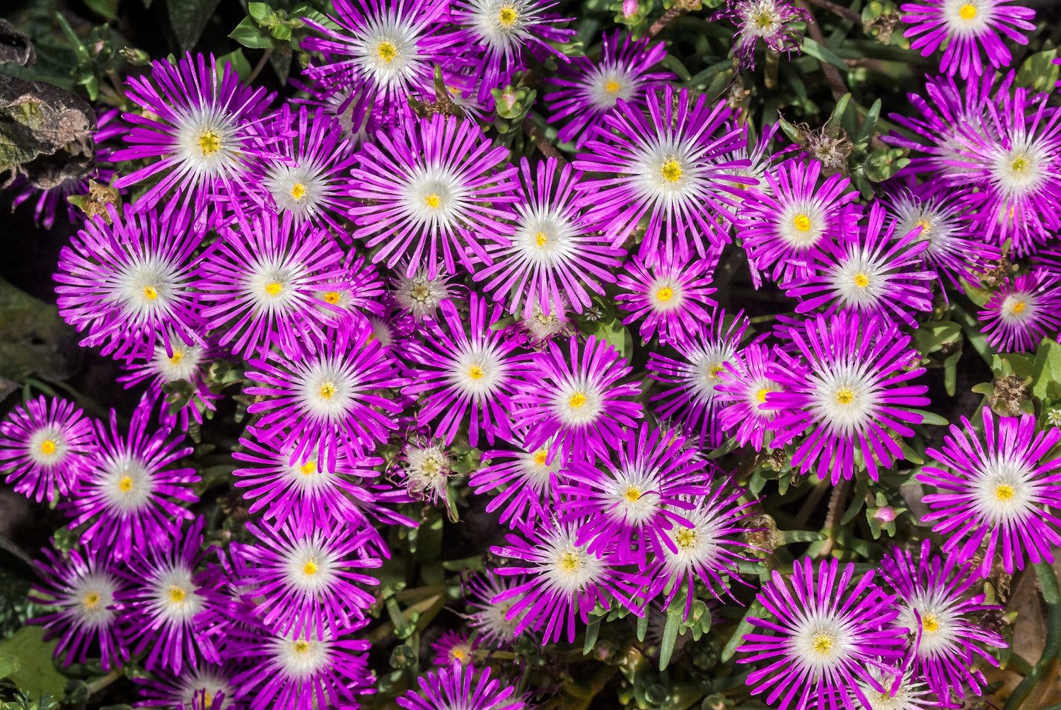 25 semillas de planta de hielo de polvo de estrellas Mesembryanthemum Delosperma Floribunda, flores perennes moradas y blancas