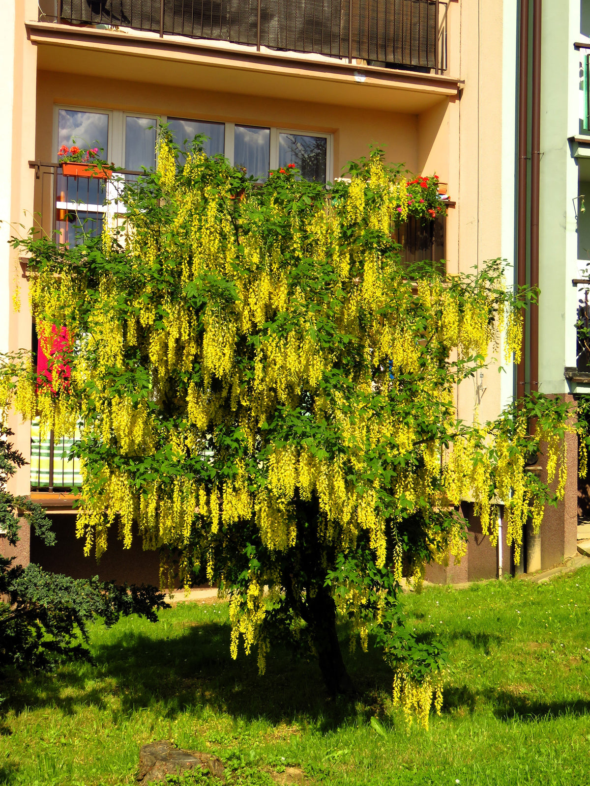 10 semillas de flores amarillas del árbol de la cadena dorada Laburnum Anagyroides