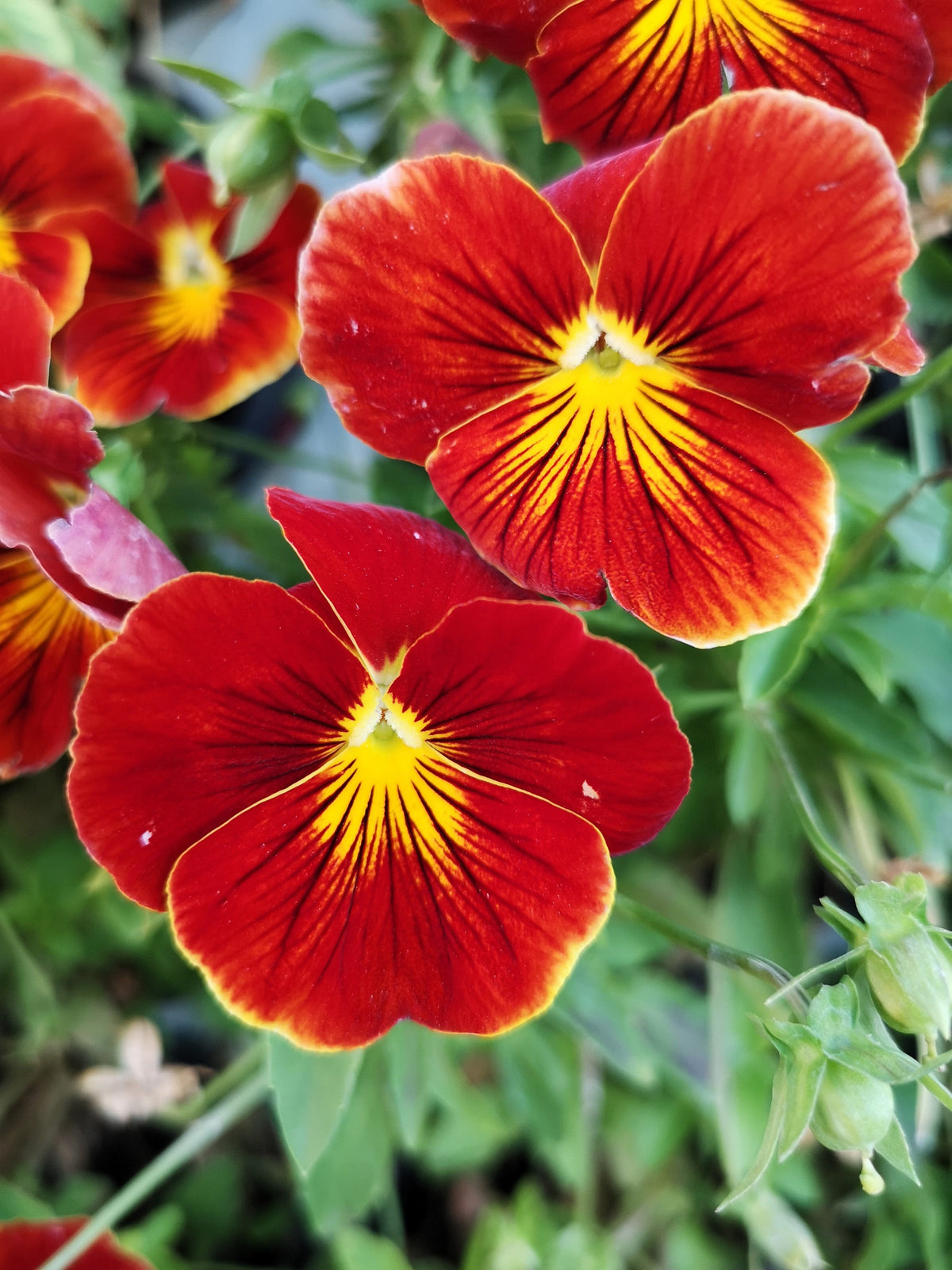 50 semillas de flores de pensamiento rojo y amarillo violeta Viola Wittrockiana