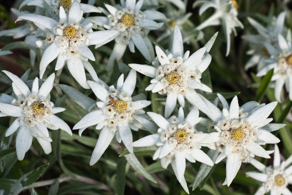 50 semillas de flor blanca de EDELWEISS Leontopodium Alpinum