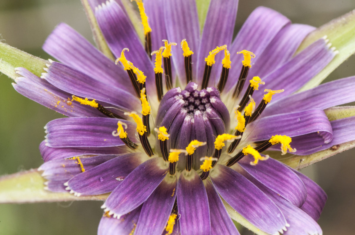 50 MAMMOTH Sandwich Island SALSIFY Tragopogon White Root Vegetable Oyster Flower Semillas