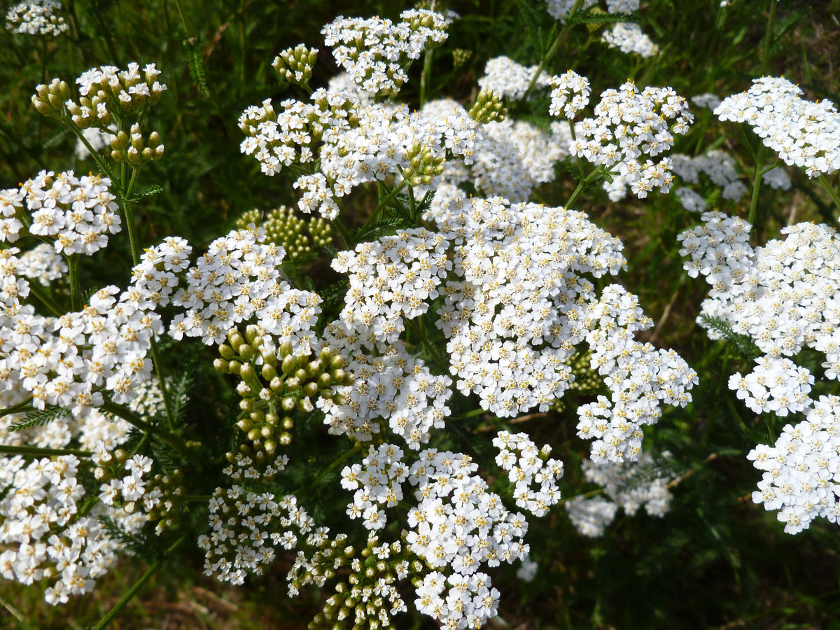 1000 semillas de flores de milenrama blanca (Achillea millefolium)