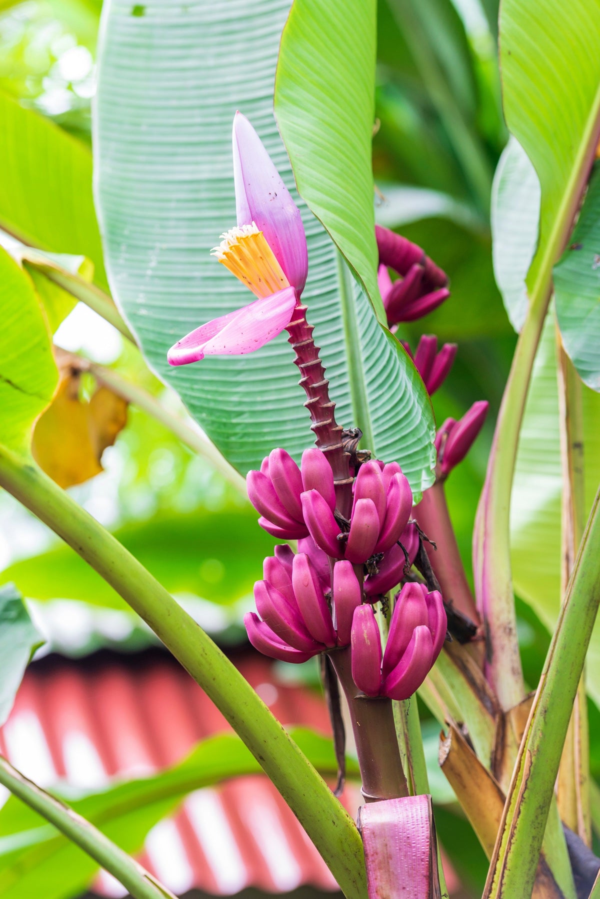 5 semillas de plátano rosa enano, Musa velutina, árbol frutal con flores