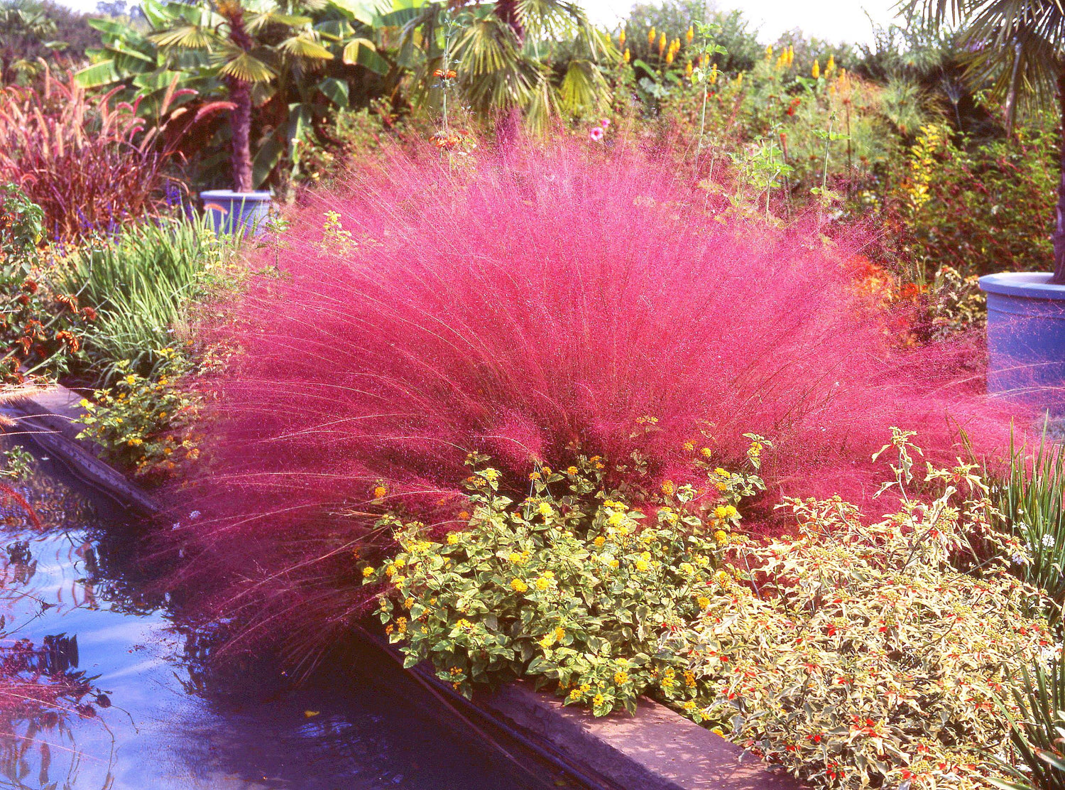 40 semillas nativas de hierba de algodón de azúcar (Muhlenbergia Capillaris)