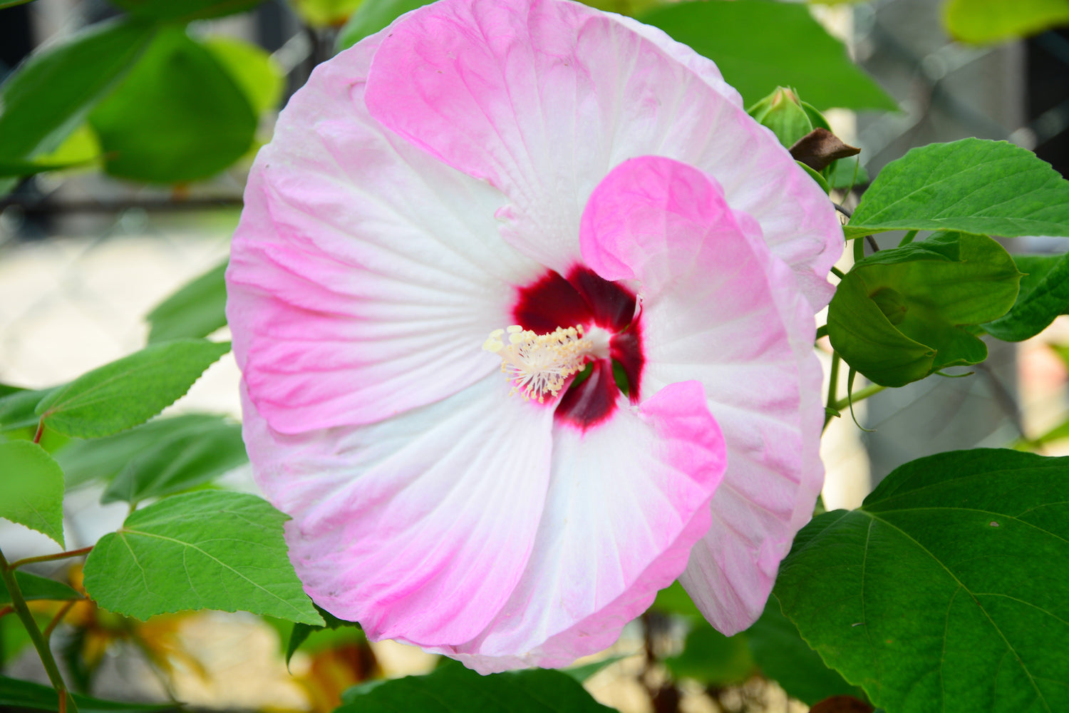 10 Luna PINK SWIRL Hardy HIBISCUS Flower Seeds