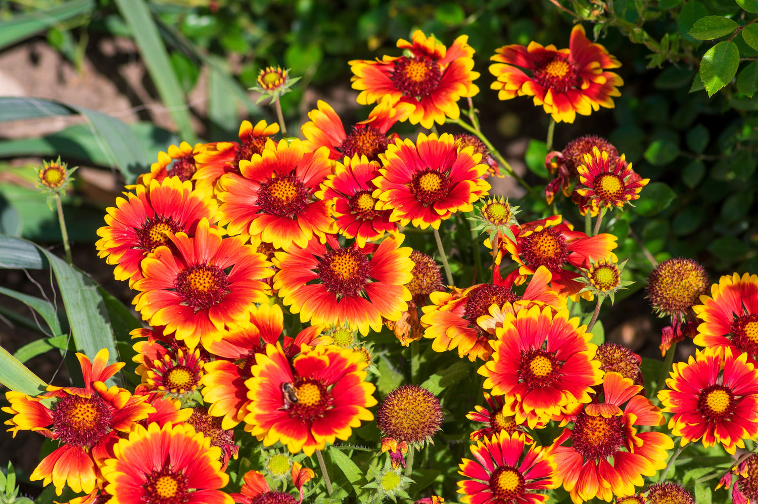 100 ARIZONA SUN GAILLARDIA Pulchella Indain Blanket Flower Seeds