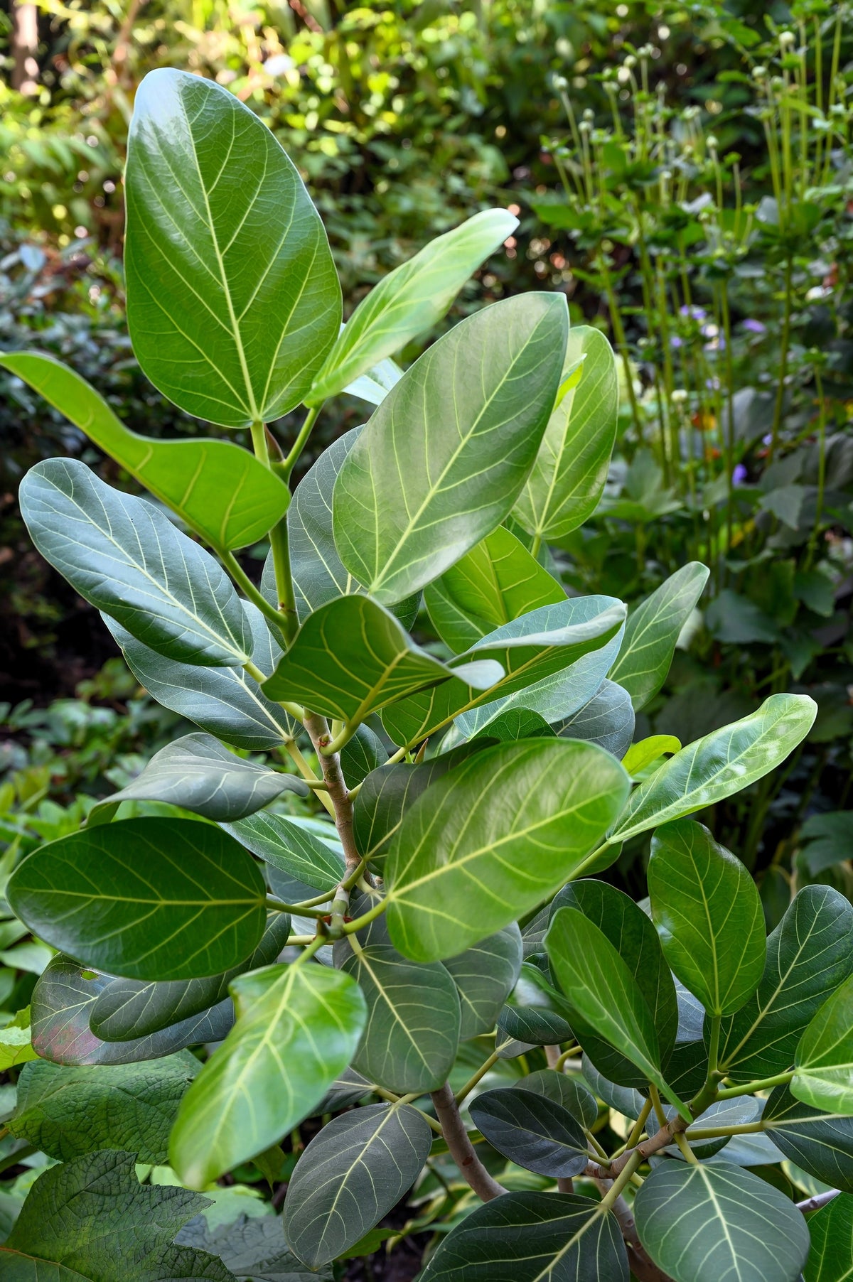 50 semillas de higuera banyan (Ficus benghalensis de las Indias Orientales), planta de interior de raíz aérea