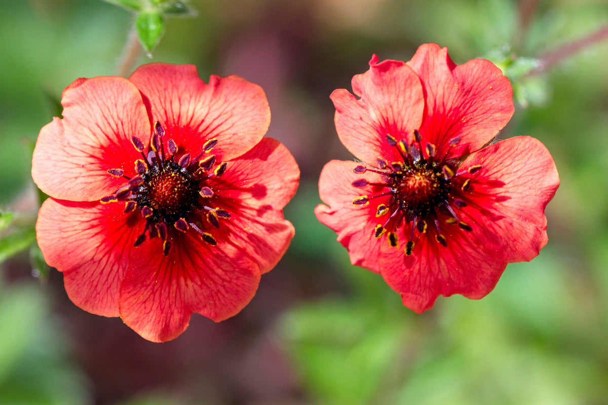 50 NEPAL CINQUEFOIL / POTENTILLA Nepalensis Pink Red Flower Seeds