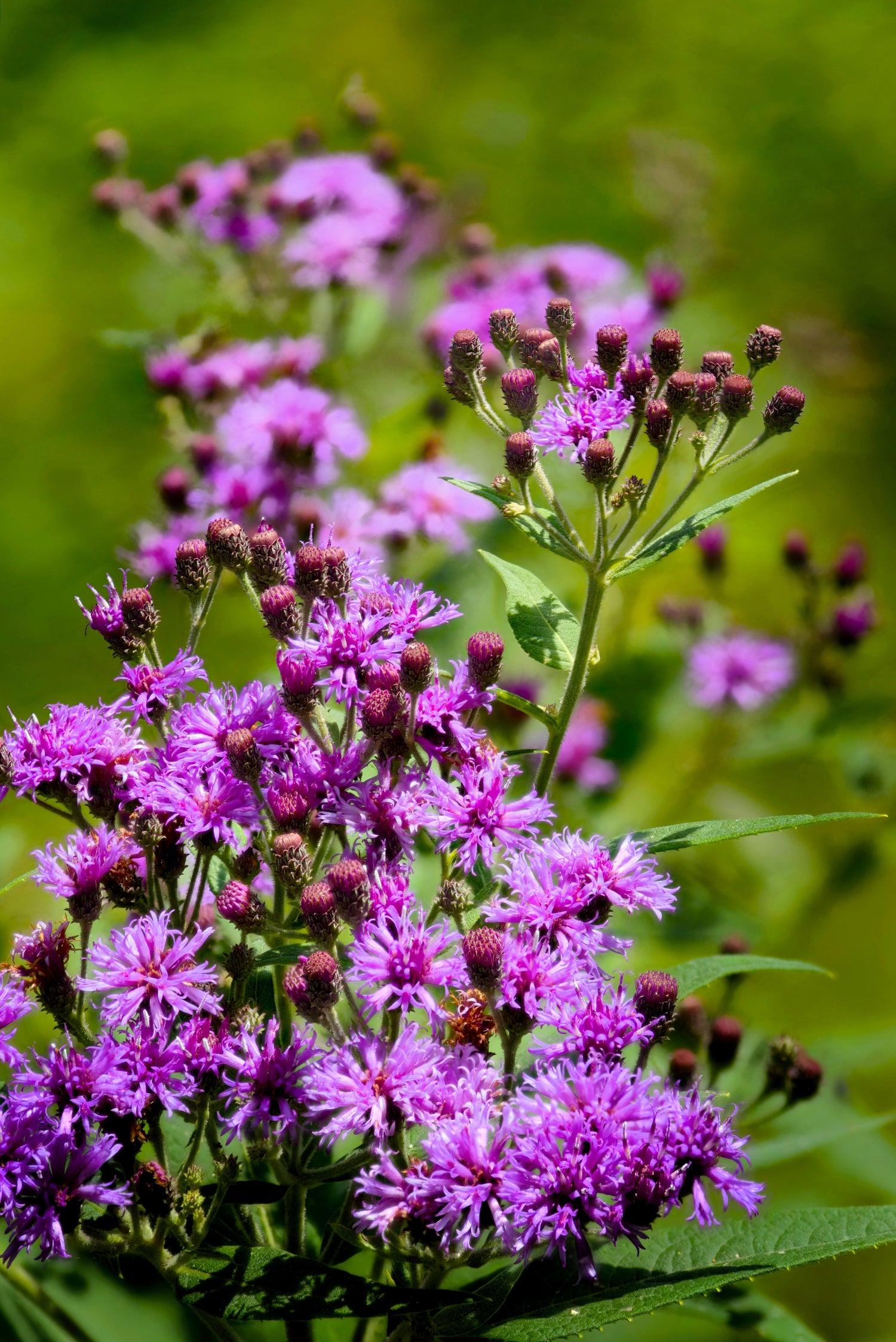 250 semillas de flores de vernonia fasciculata de la pradera de hierro púrpura