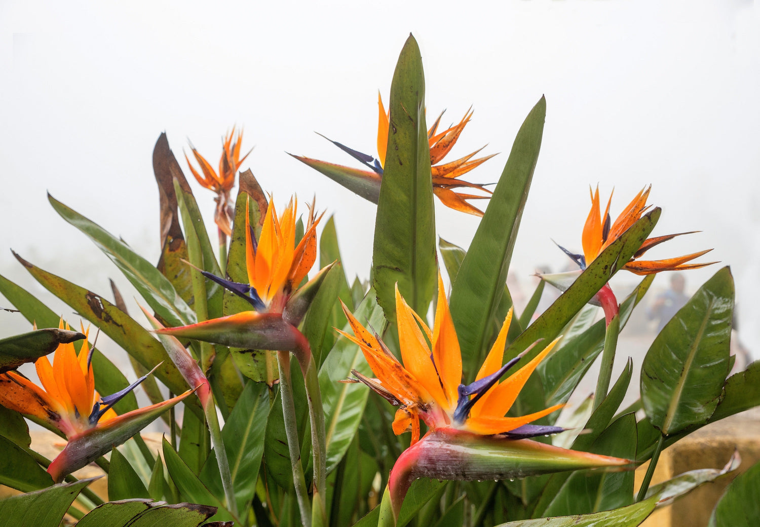 5 semillas de planta de interior Strelitzia Reginae, AVE DEL PARAÍSO TROPICAL, flor de grulla