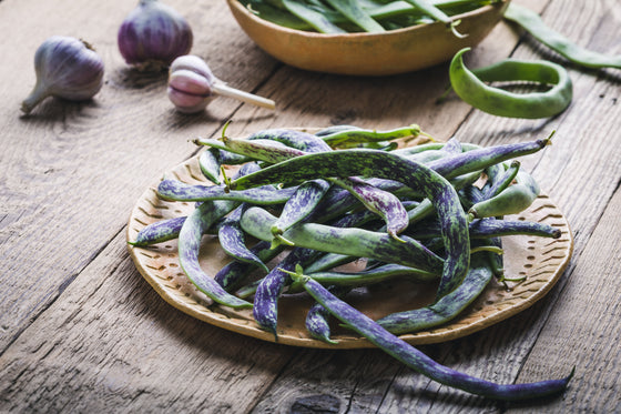 50 semillas de frijol de cascabel (Phaseolus vulgaris morado sin hilos)