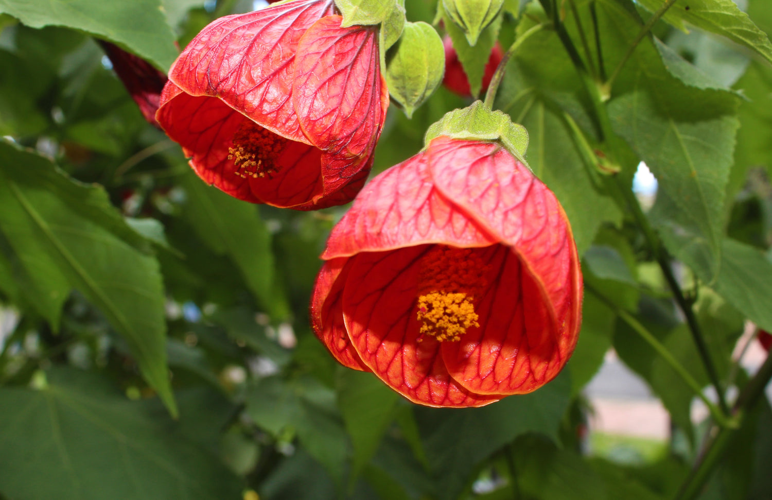 Semillas de arce en flor (flor de campana china) Abutilon Hybridum, arbusto, árbol pequeño, 30 colores variados