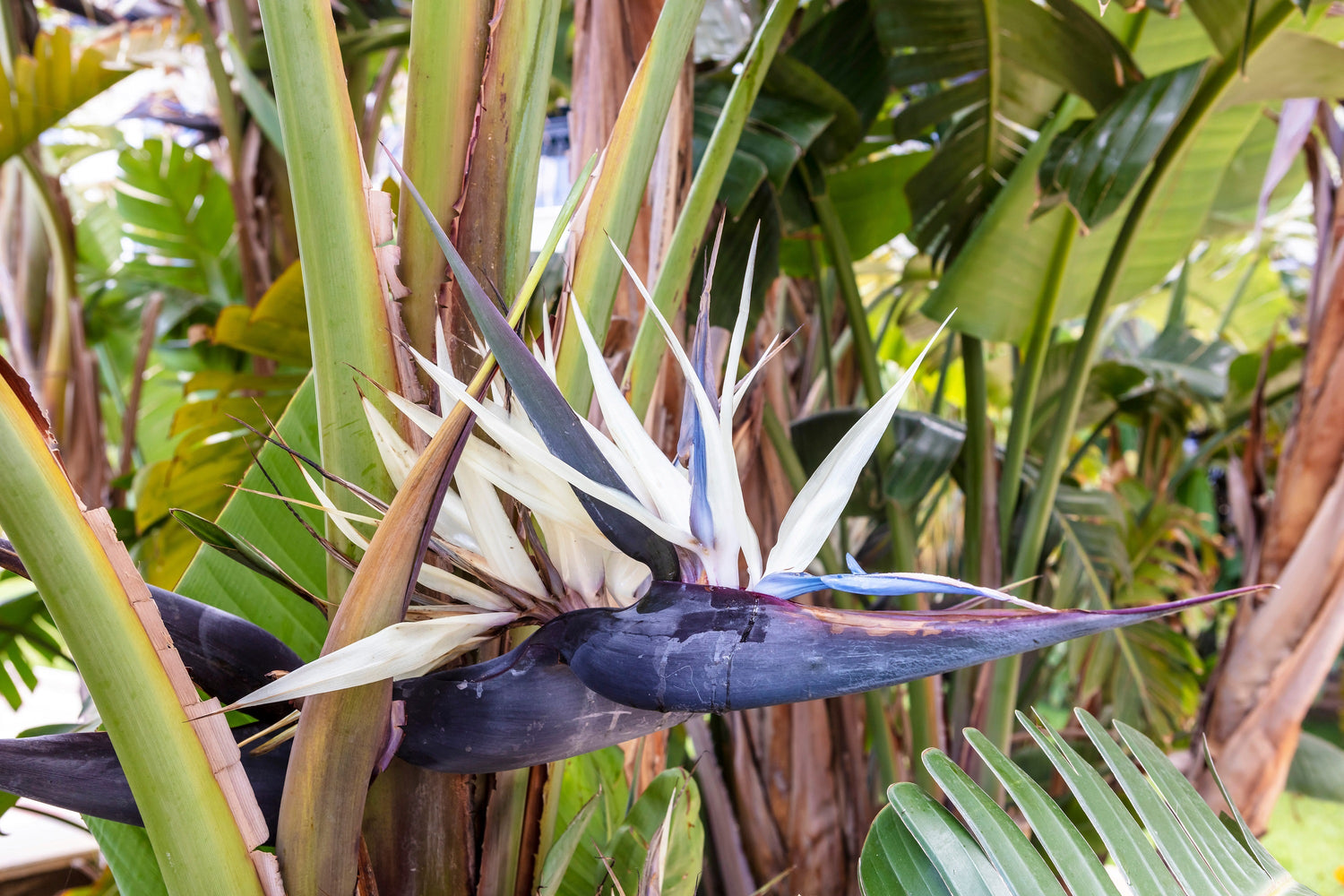 5 semillas de AVE DEL PARAÍSO GIGANTE, árbol Strelitzia Nicolai, plátano silvestre, grulla blanca, flor azul púrpura, planta de interior