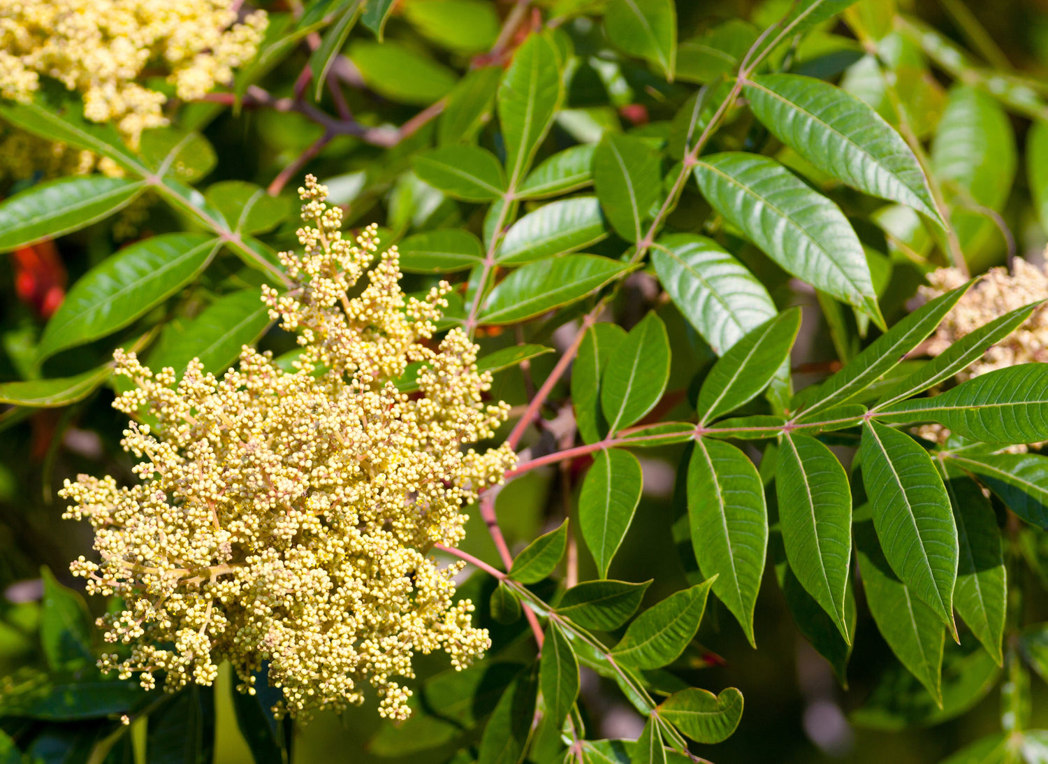 30 semillas de zumaque de hojas de llama, Rhus Schmaltzia Copallina de alas enanas brillantes