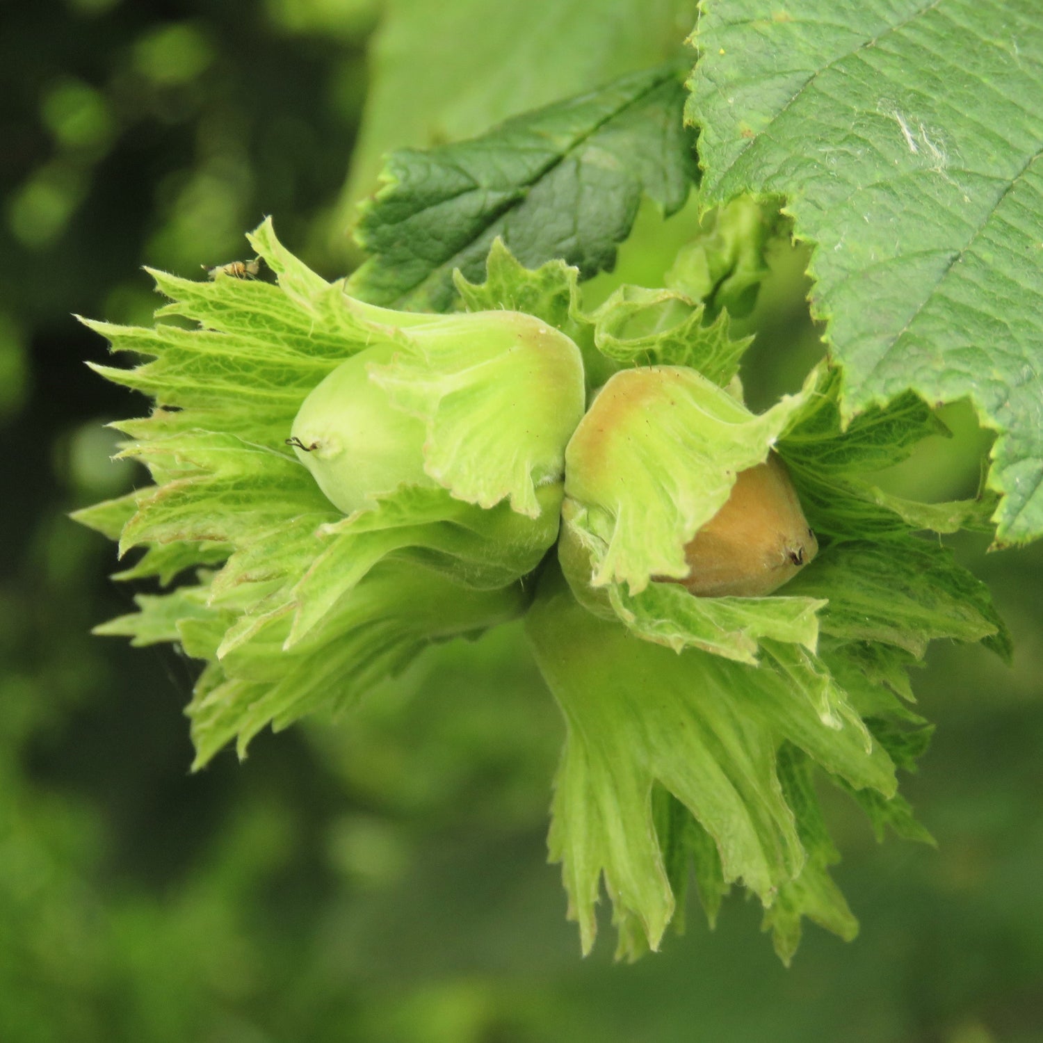 5 semillas de avellano europeo (Corylus avellana)