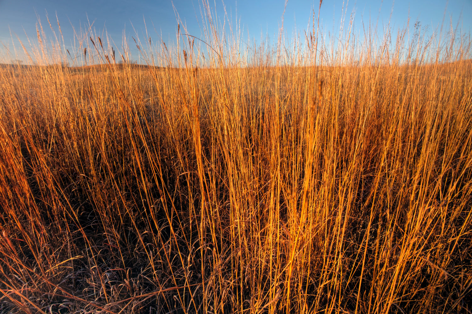 300 semillas ornamentales de pasto azul grande Andropogon gerardii
