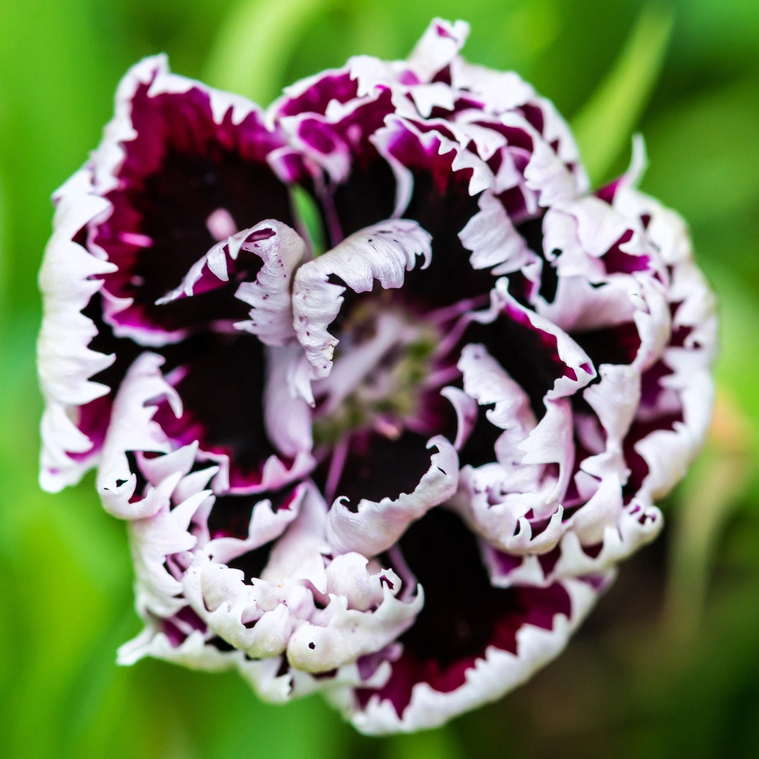 30 semillas de flores de clavel chino (Chianti Dianthus Chinensis, rosa china) en blanco y negro