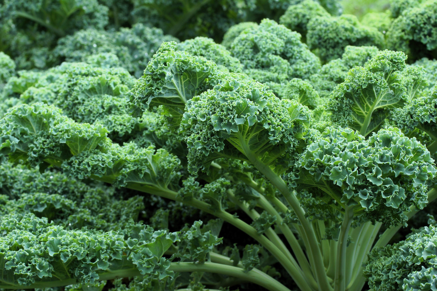 2500 VATES Semillas de col rizada azul / Col rizada azul enana escocesa Brassica oleracea