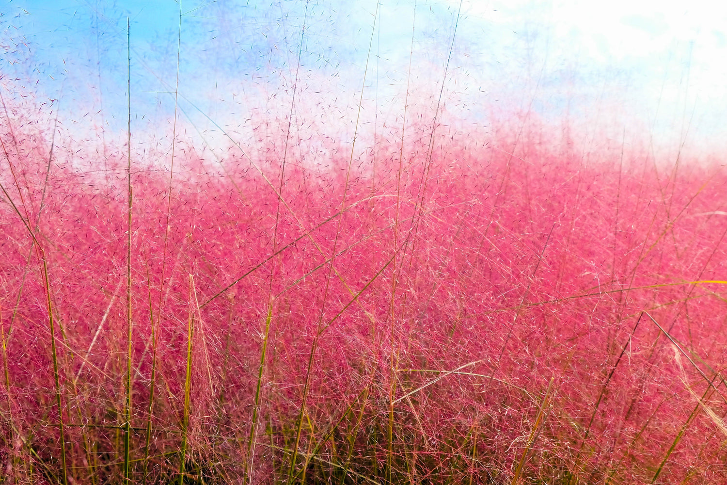 40 semillas nativas de hierba de algodón de azúcar (Muhlenbergia Capillaris)