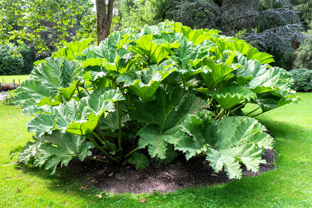 10 GUNNERA MANICATA, ¡semillas de ruibarbo gigante, planta dinosaurio, flores rojas de sombra húmeda!