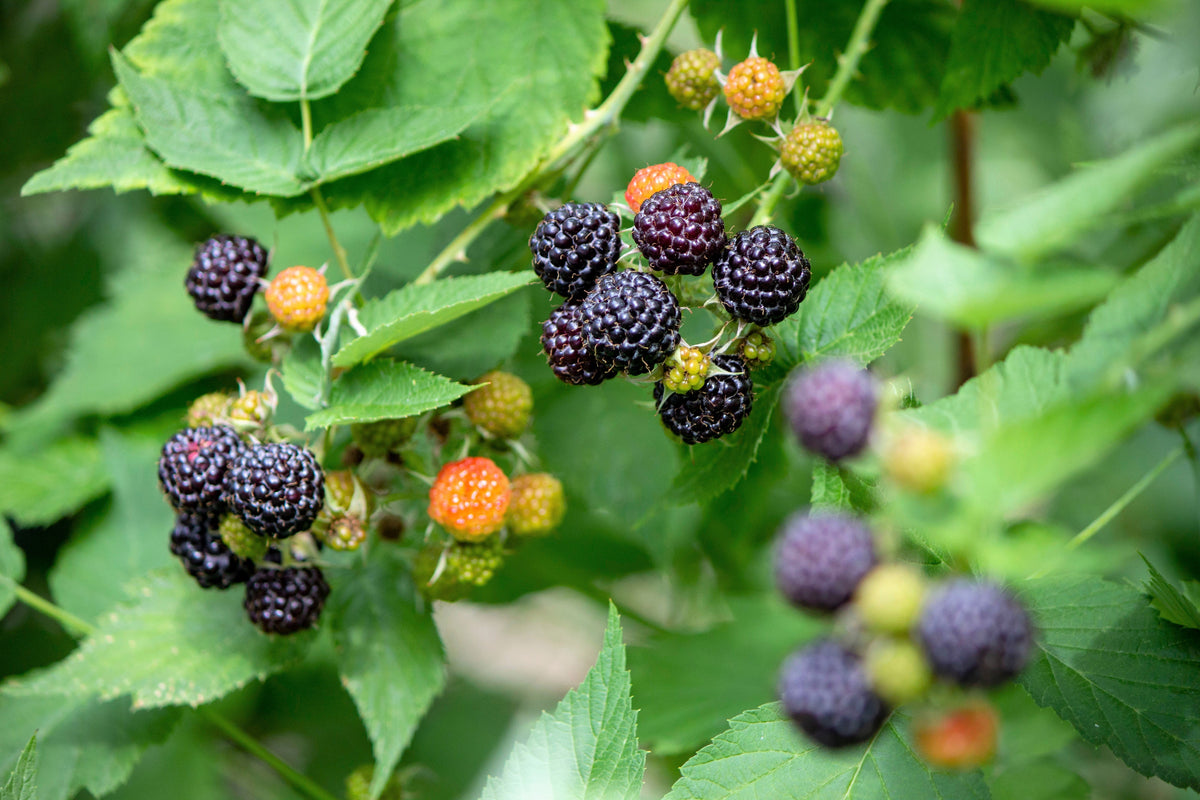 50 semillas de frambuesa negra (Rubus leucodermis)