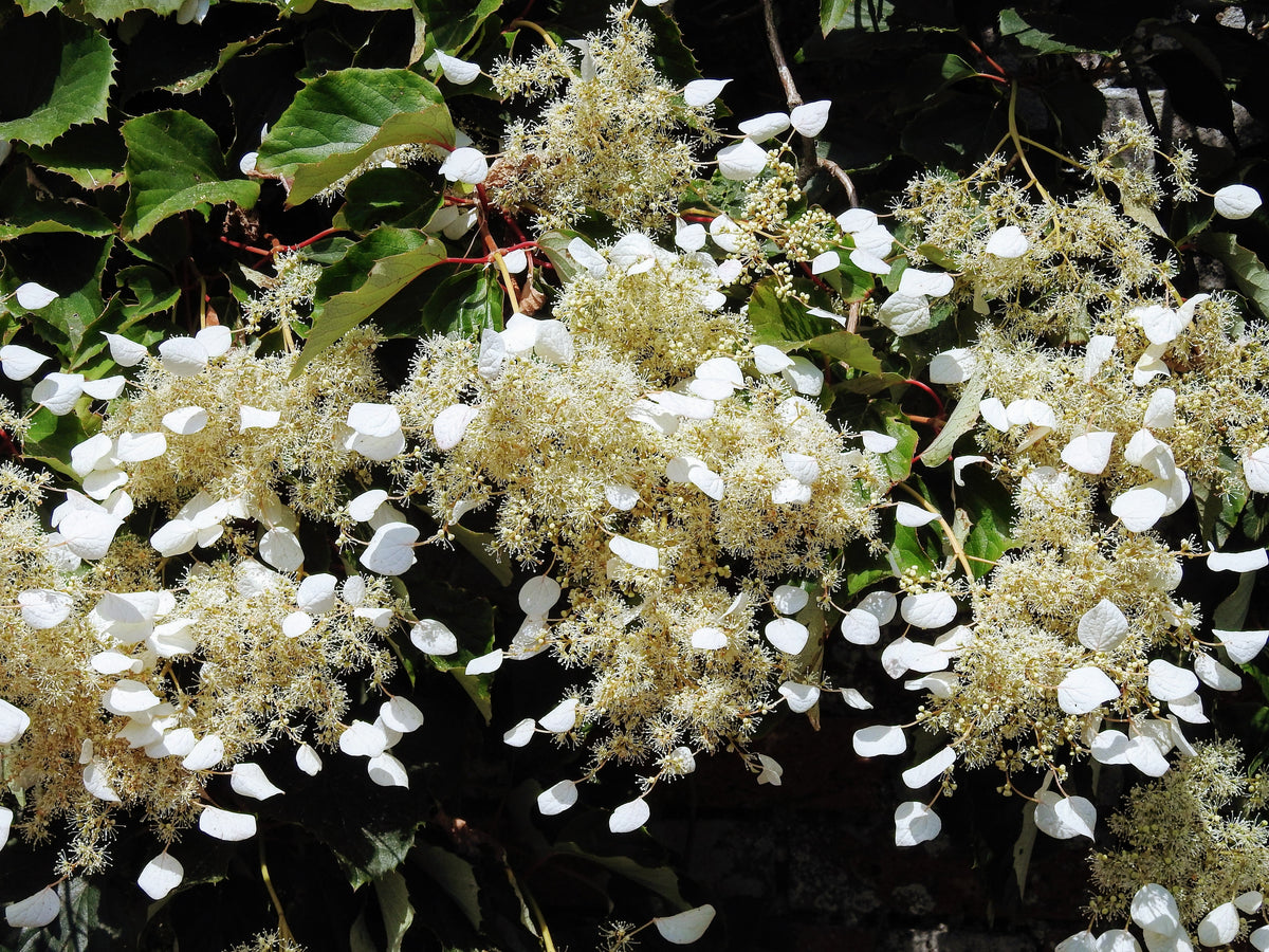 50 semillas de hortensia japonesa Schizophragma Hydrangeoides de flores blancas